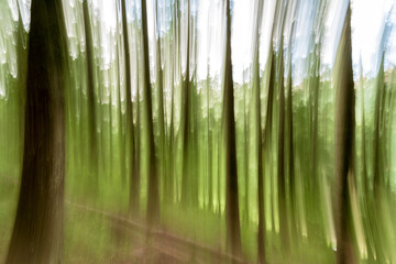 Impresionismo del bosque