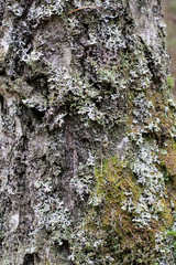 bark tree texture,