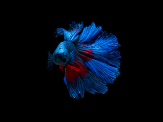 Action and movement of Thai fighting fish on a black background