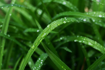 Large rain droplets on a long daylily leaf