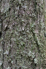 bark tree texture,