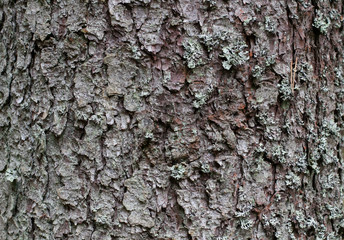 bark tree
