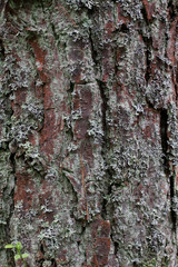 bark tree