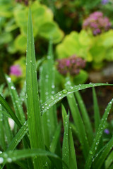 Long blades of daylily leaves covered in water droplets