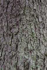 Fototapeta premium moss 