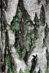 bark of a tree