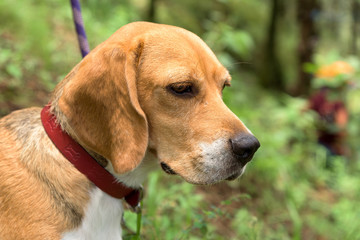 Beagle en el bosque