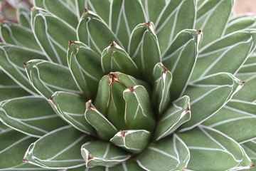 Obraz premium artichoke