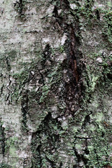 bark of a tree