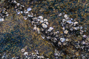 Obraz na płótnie Canvas Close up Seashell rocks beach millions of years old on the coast at Phuket Thailand.