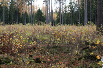 forest in autumn