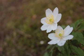 white flower