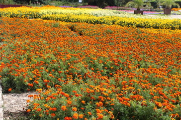 carpet of flowers