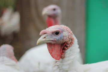 turkeys on the farm. two white young turkeys walking in the yard in the summer