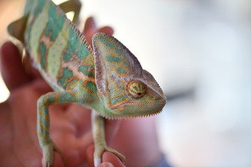 Obraz premium wonderful world of reptiles