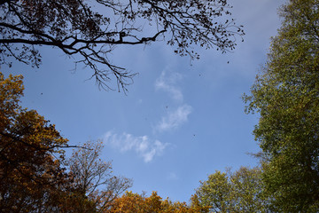Фон голубого неба и кроны осенних деревьев 