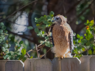 Red Shoulder hawk on a backyard fence