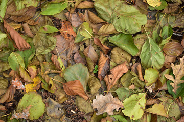 Текстура с сухими опавшими листьями, осенью в лесу.