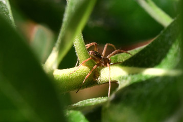 macrocosm of insects
