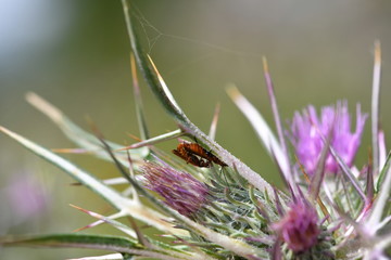 macrocosm of insects