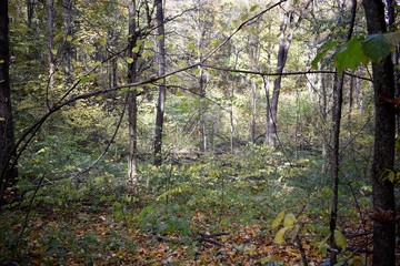 Осень в лесу, заросли травы и деревьев