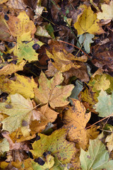 Naklejka na ściany i meble Сухие желтые листья лежат на земле, в осеннем октябрьском парке, крупным планом.
