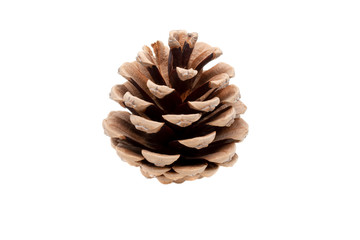 Pine cone isolated on white background