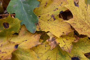 Текстура осенних кленовых листьев, желтого цвета, крупным планом.