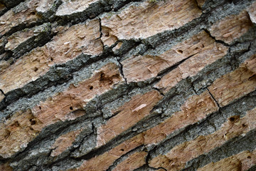 Rough texture of oak bark, close-up, located diagonally