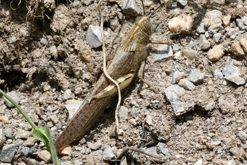 macrocosm of insects