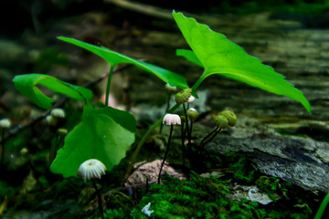 mushroom in sunbeam under leaf