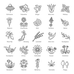 Herbs collection. Medical healthy flowers and herbs nature plants