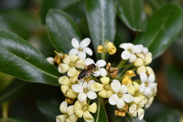 macrocosm of insects