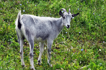 Fototapeta premium goat pet in the meadow