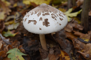 Фон, осенняя поляна в лесу с белым красивым мухомором