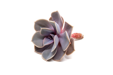 Closeup view on cut Echeveria lilacina isolated on white background with shadow. Ghost Echeveria is a species of succulent plants belonging to the family Crassulaceae
