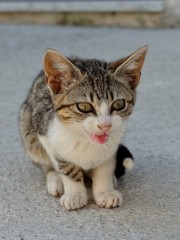A brown and white angry kitten