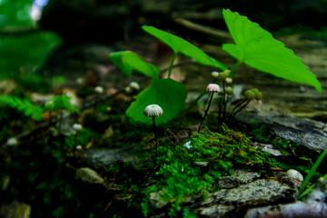 mushroom in sunbeam under leaf