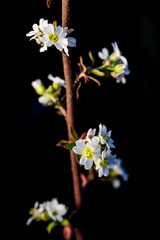 Obraz premium Dry autumn grass shot on a dark background close-up.