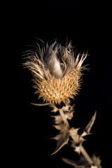 Dry autumn grass shot on a dark background close-up.