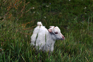 Naklejka premium goat pet in the meadow