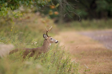 Whitetail Deer Buck