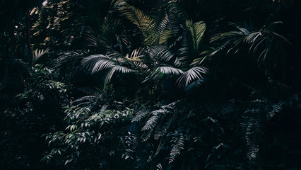 Tropical leaves background,jungle leaf garden