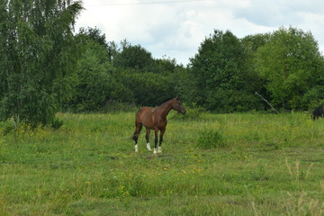 pet horse in the meadow