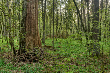 Beautiful view of tjhe original Bialowieza Forest, Poland