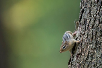 Cute Chipmunk