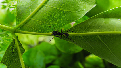 Leaf Cutter Ant
