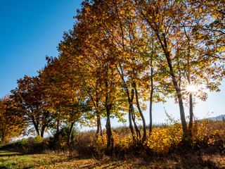 Naklejka premium Herbst
