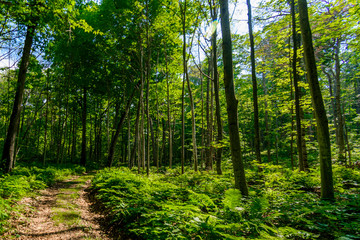 path trough ferns in forest