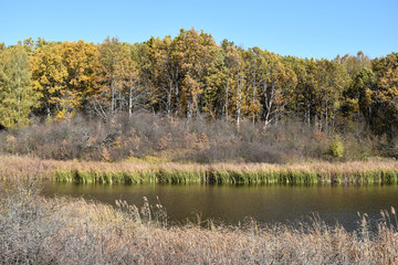 Дикая природа, осенний красивый пейзаж с видом на золотой лес и озеро в зарослях камыша.